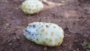 Morwa indyjska – cudowna roślina